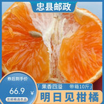 农家自产 【重邮忠县馆】明日见柑橘 大果带箱10斤装 75+