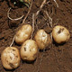 农家自产 巫山洋芋土豆马铃薯 现挖土豆 当季新鲜蔬菜