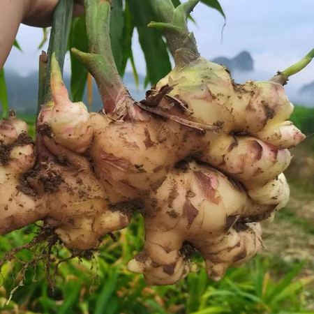 邮鲜生 广西大肉生姜白肉姜现挖现发图片