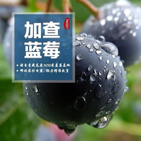 西藏加查新鲜蓝莓 雪域珍品 精制一斤装 区外包邮