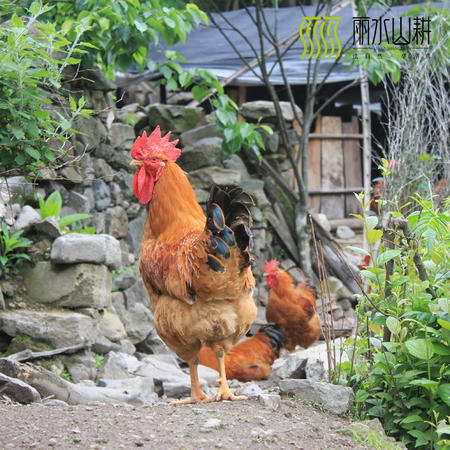 丽水 冷鲜鸡 深山鸡 草鸡 土鸡散养180天以上 专业冷鲜工艺 [农品]