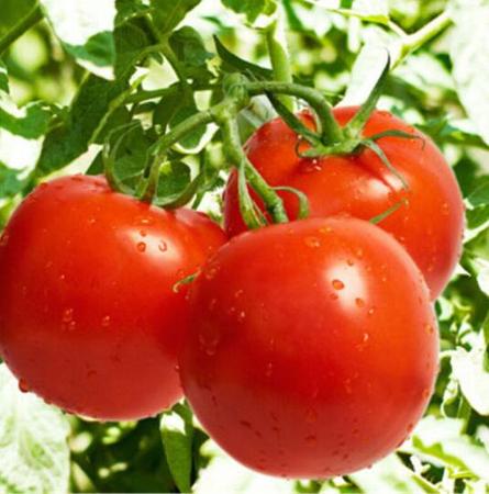 马屿大番茄 5斤图片