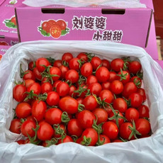【江津双福】小番茄礼盒3斤刘婆婆小甜甜釜山88号（川渝包邮） 农家自产