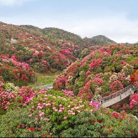 相约百里杜鹃•携手浪漫花海图片