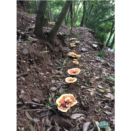 品泽丰源 类野生灵芝一朵图片