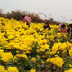 驿路鲜 金丝皇菊