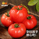  西域美农 现摘生吃沙瓤新鲜蔬菜番茄陕西泾阳普罗旺斯西红柿4.5-5斤