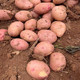  西域美农 云南高山红皮土豆4.5斤大果皮薄绵密