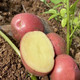  西域美农 云南高山红皮土豆4.5斤大果皮薄绵密