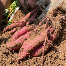  西域美农 陕西黄河滩现挖新鲜沙地板栗红薯净4.8-5斤
