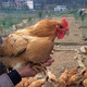 邮乐萍乡馆 温哥 农家散养 三黄鸡 （1只 毛重5斤左右，净重3斤左右）
