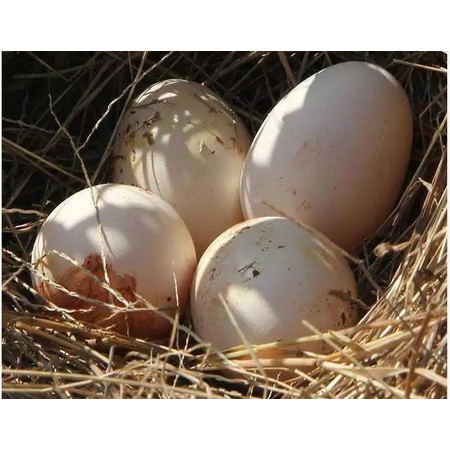邮政 【兴义 贵州深山放养土鸡蛋】生态土鸡蛋 30枚装 包邮图片