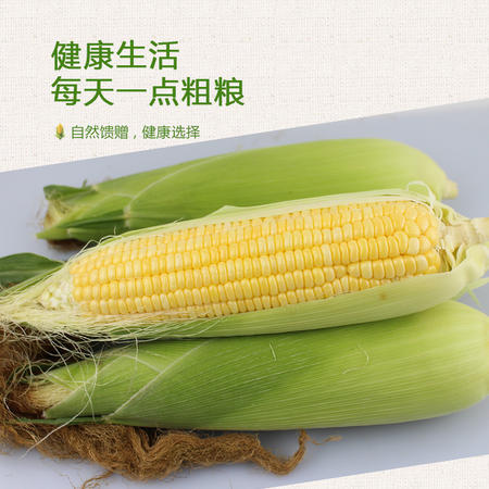 广西横县富硒甜玉米 5斤 原汁源味原生态