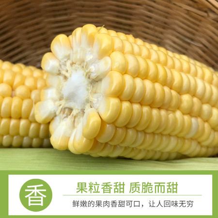 【南宁馆】(预售)广西南宁横县甜玉米  5斤/箱（全国包邮）图片