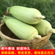 【南宁馆919】广西南宁横县水果甜玉米5/斤箱（偏远地区不发货）