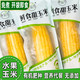 青云乐 鲜食甜玉米 约220g/根（1箱/5根）