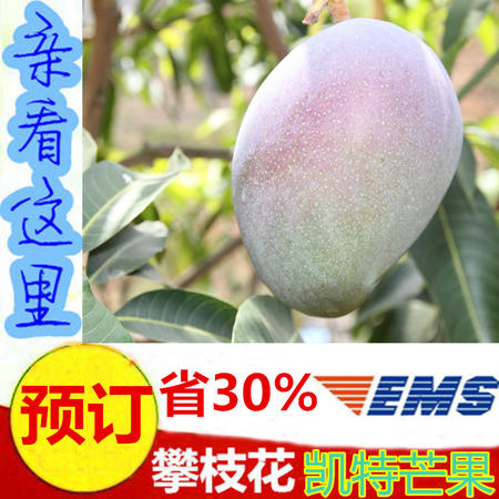 攀枝花凯特芒果 mango 新鲜水果 晒果 预订省30%，四川包邮