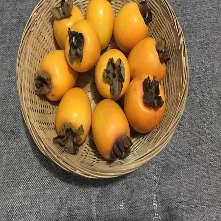 农家自产 【新昌】特色牛心柿2.5kg图片
