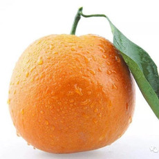 农家自产 【新昌】新鲜橙子400g