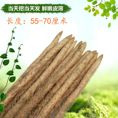 【上党馆】衡水特色 农家自产安平小白嘴山药2.5kg（长度55-70厘米） 包邮图片