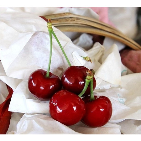 【阿坝州地方馆】汶川 套袋甜樱桃（车厘子）天然原生态（限四川，重庆县级以上城市购买） 包邮图片