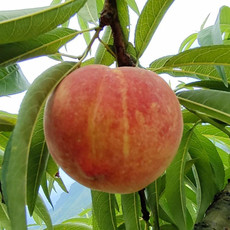 农家自产 聚惠农场黄桃新鲜水果现摘现发香甜脆桃应季水果水果5斤鲜果