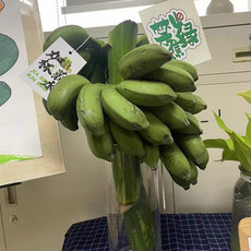 邮鲜生 【禁止蕉绿】纯天然水培小米蕉带杆整株办公室绿植摆件7-8斤