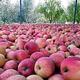 农夫乡情新疆苹果 时令鲜果阿克苏冰糖心水果12个装约4.5斤