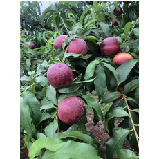 璧状元 【璧山邮政】--精品紫金红黄肉油桃整箱水果当季时令水果