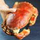 爱尔兰进口黄金蟹 熟冻面包蟹 大螃蟹800-600g/只 膏蟹 珍宝蟹