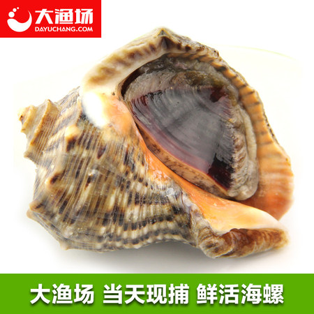 【大渔场】鲜活海螺500g 7-9只/斤 大海螺 鲜活 红里螺 当天现捕图片