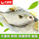 【大渔场】大连新鲜金鲳鱼 冰鲜鲳鱼  600g/条 扁鱼 平鱼水产品