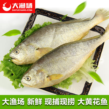 大连新鲜海鱼 大黄花鱼 新鲜深海鱼 海鲜 约500g/条 海鲜鲜活图片