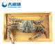 大连鲜活公飞蟹2-3只/斤 梭子蟹大连鲜活海蟹活螃蟹新鲜螃蟹