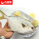 【大渔场】大连新鲜金鲳鱼 冰鲜鲳鱼  600g/条 扁鱼 平鱼水产品