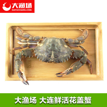 花盖蟹 鲜活蟹 7-9只/斤 鲜活海鲜海产品大连海蟹鲜活花盖蟹图片