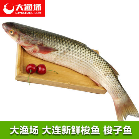 【大渔场】大连新鲜梭鱼 海鱼 红眼鱼  梭子鱼 大连海鲜 600g/条图片