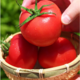 林里农庄 普罗旺斯番茄西红柿 2.5kg箱