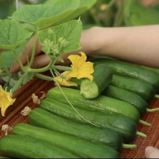 邮鲜生 【来宾振兴馆】水果黄瓜1公斤装基地产品均按绿色食品标准种植