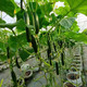 邮鲜生 【来宾振兴馆】水果黄瓜1公斤装基地产品均按绿色食品标准种植