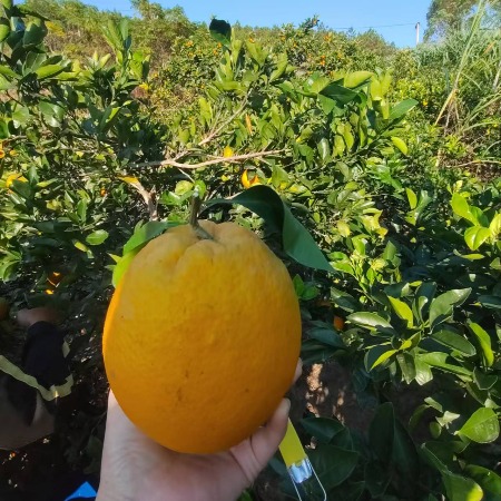 邮鲜生 【金秀邮政】大瑶山高山脐橙，散户果农种植优质水果