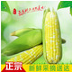 【惠州馆】梁化牌甜玉米 新鲜水果甜玉米5斤包邮新鲜玉米棒梁化牌甜玉米新鲜上市绿色食品