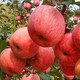 农家自产 红富士苹果4kg