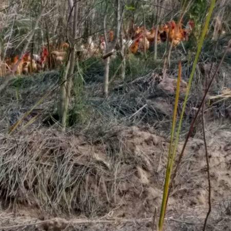 石首特产 桃花土鸡  农家散养有机土鸡