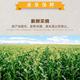 【预售】【助农扶贫】来自郁南建城合村的佛甜玉米 喝着山泉水长大的水果型甜玉米