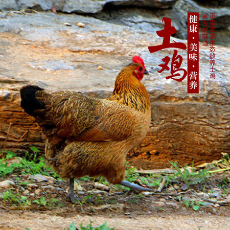 随州馆广水特产 土鸡正宗山林散养土鸡煲汤鸡农村新鲜土鸡散养土鸡 农户放养 营养丰富