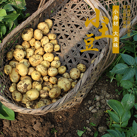随州馆广水平林沙地小土豆3斤装农家沙地自种老品种现挖生鲜蔬菜马铃薯小洋芋图片