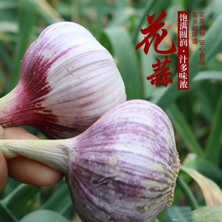 随州广水馆太平干花蒜2斤装新蒜干蒜 净重2斤