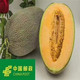 农家自产 伽师瓜原产地发货 甜瓜 水果14-16斤