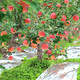红富士苹果10斤 脆甜红富士冰糖心丑苹果新鲜水果整箱